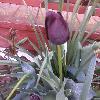 Mini_magick20130506-10424-1ut1zlk