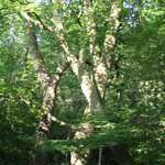 Mini_magick20130507-15292-wku4xq