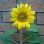 Mini_magick20130508-15292-1dso6lm