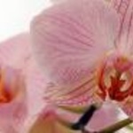 Mini_magick20130508-15292-uoi6mk
