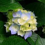 Mini_magick20130513-21690-volahd
