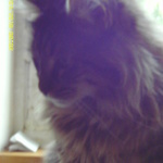 Mini_magick20130517-5716-kt0ozo
