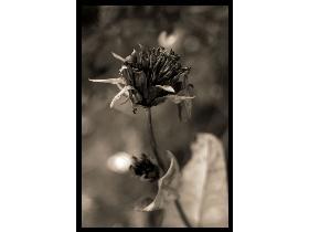 Mini_magick20130529-7933-17nrcjv