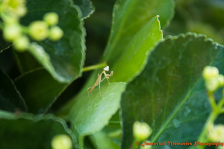 Mini_magick20130608-23002-gswbya