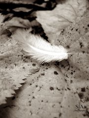Mini_magick20130619-954-gg23xc