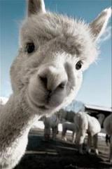 Mini_magick20130927-23026-1t1jeuw